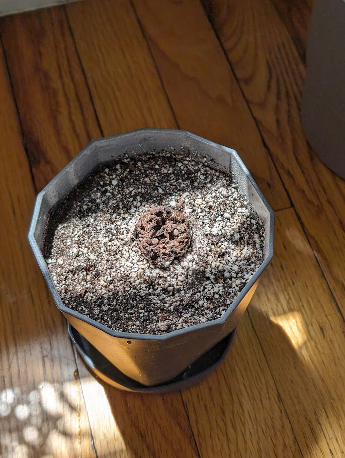 Seed bomb